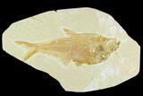 Fossil Fish (Diplomystus) - Green River Formation #126561-1
